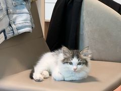 -中农国际动物医院24小时·猫科·骨科·急重症中心