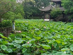 -桂湖森林公园