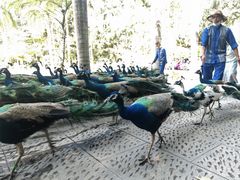 -西双版纳原始森林公园