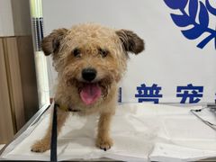 -申普宠物医院·眼科·心内科·影像科(普陀分院)