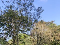 -荔枝公园(福田区)