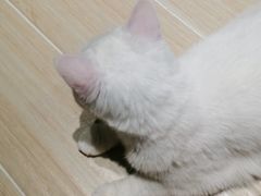 -momokira米努特·德文卷毛猫·棉花面纱犬