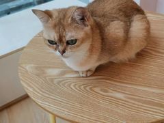-猫咪派对(江南西店)