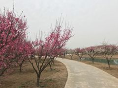 -泗洪洪泽湖湿地景区
