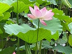 -荔湾湖公园