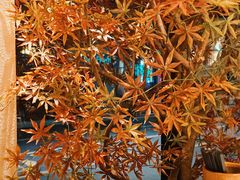 -首秀·四川料理(星耀101店)