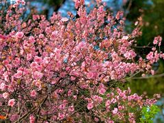 -铁山坪森林公园