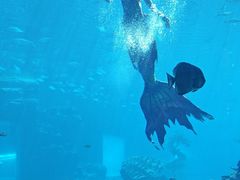 -涛·海底餐厅·美人鱼·自助餐·海底隧道(三亚海棠湾洲际度假酒店)