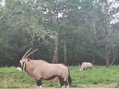 -大连森林动物园