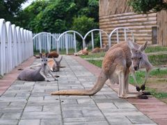 -贵州森林野生动物园