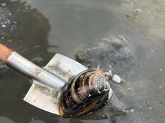 -红树林天天赶海