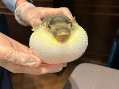 -肆月河豚·新淮扬(金融街店)