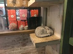 -猫咪博物馆(顶澳仔猫街店)