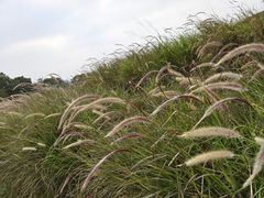 -光明小镇欢乐田园