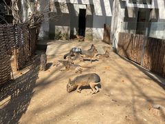 -合肥野生动物园