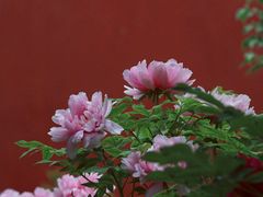 -北京市劳动人民文化宫(太庙)