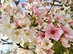 -天适樱花悠乐园