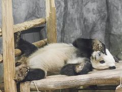 -深圳野生动物园