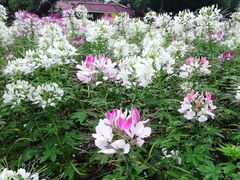 -沙河粉村·国家非遗传承(云台店)