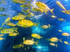 -太平洋海底世界