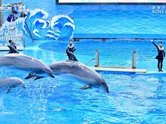 -海合安成都极地海洋公园