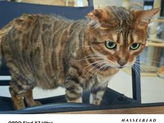 -Heymao猫咖.咖啡厅(东门店)