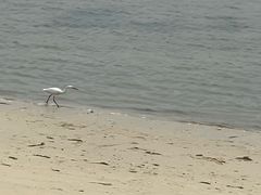 -红树林天天赶海