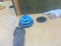 -帕帕拉兹宠物(亚洲旗舰店)