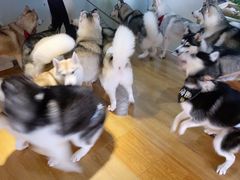 -Husky Go! 哈士奇体验馆·宠物咖啡厅狗咖
