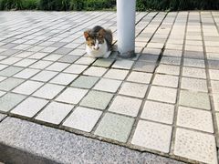 -星巴克臻选(嘉定疁城国际店)