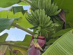 -云溪植物园