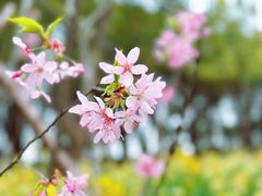 -顾村公园
