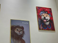 -猫小主咖啡·猫咖cat cafe(福田店)