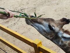 -西霞口神雕山野生动物世界