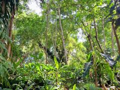 -中国科学院西双版纳热带植物园