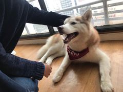 -Husky Go! 哈士奇体验馆·宠物咖啡厅狗咖