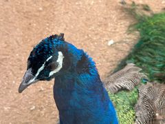 -石家庄市动物园