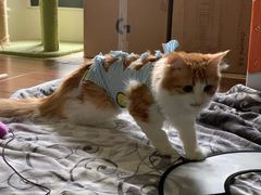 -凯特喵百思猫专科医院