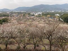 -香雪海