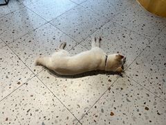 -柴务处·柴犬主题狗咖