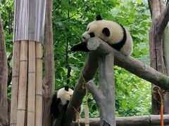 -都江堰中华大熊猫苑