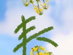 -光明小镇欢乐田园