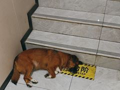 -瑞鹏宠物医院·超声·骨科·奇麟分院(蜀都万达店)