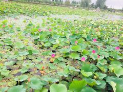 -羊亭河湿地公园