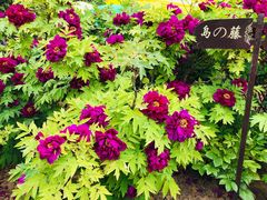 景点-洛阳国花园