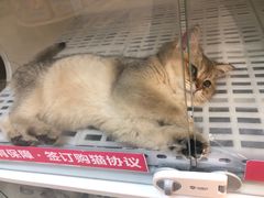 -lincat·猫舍(广州店)