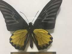 -上海昆虫博物馆