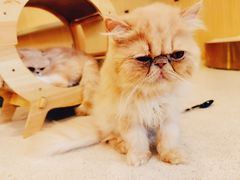 -飞行喵MR PILOT|猫舍·猫咖(静安大融城店)