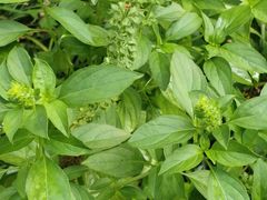 -广州神农草堂中医药博物馆