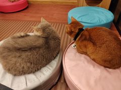 -MOCHA明星猫咖(田子坊店)